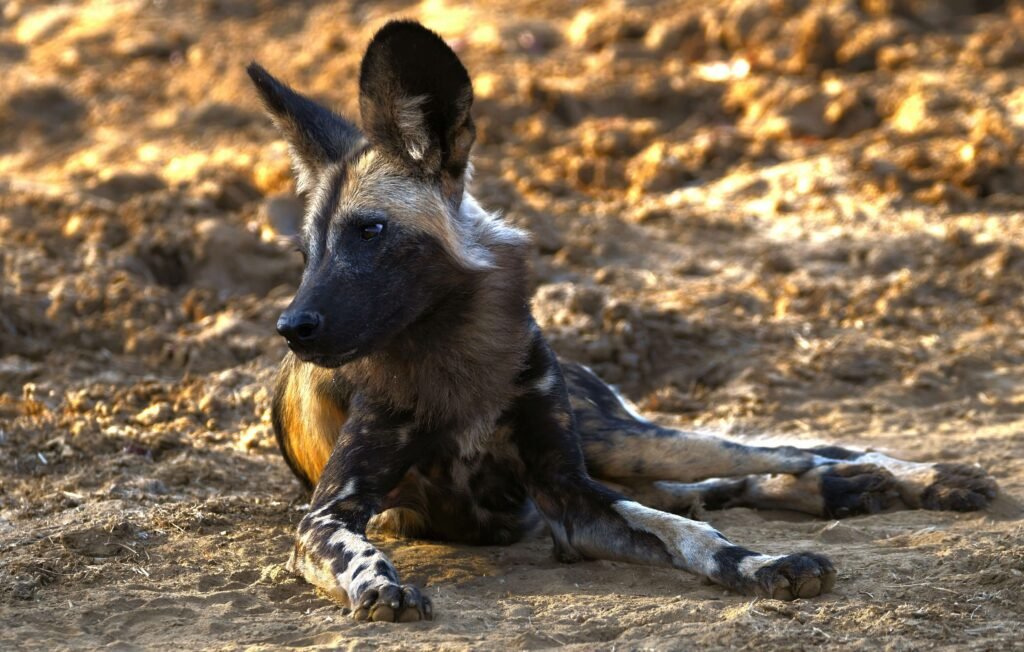 African Wild Dog vs Hyena: Best 6 Expert Insights!