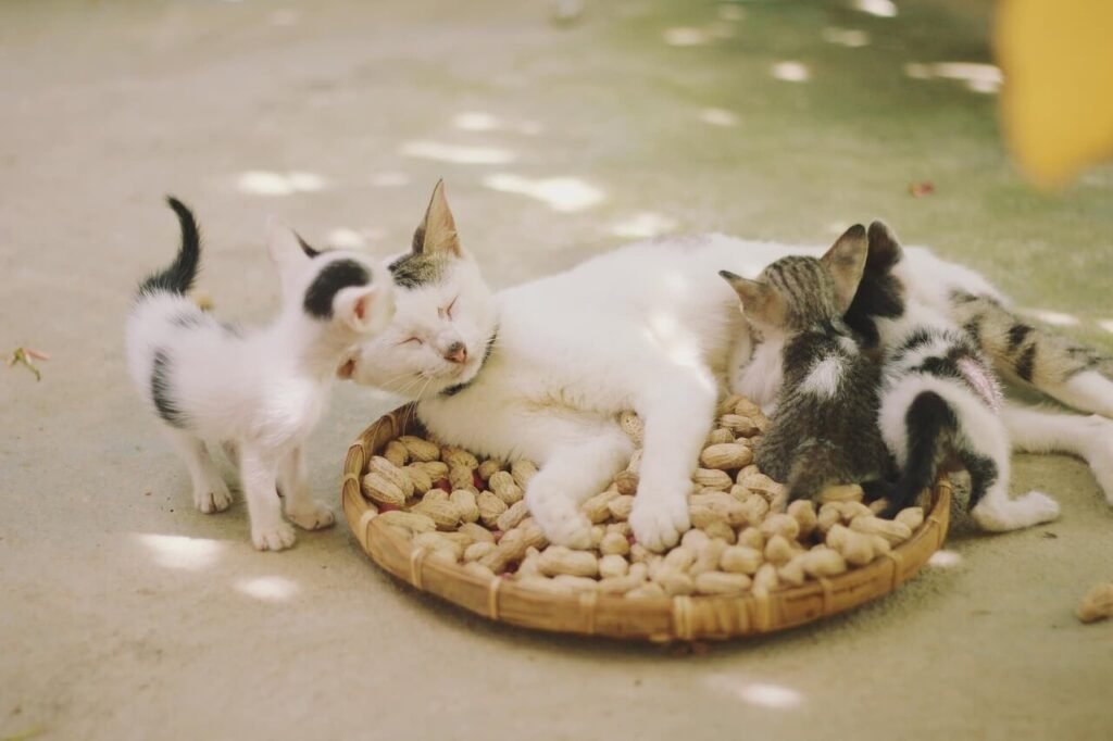 How to Stop a Cat in Heat from Meowing: Best 7 Expert Tips!