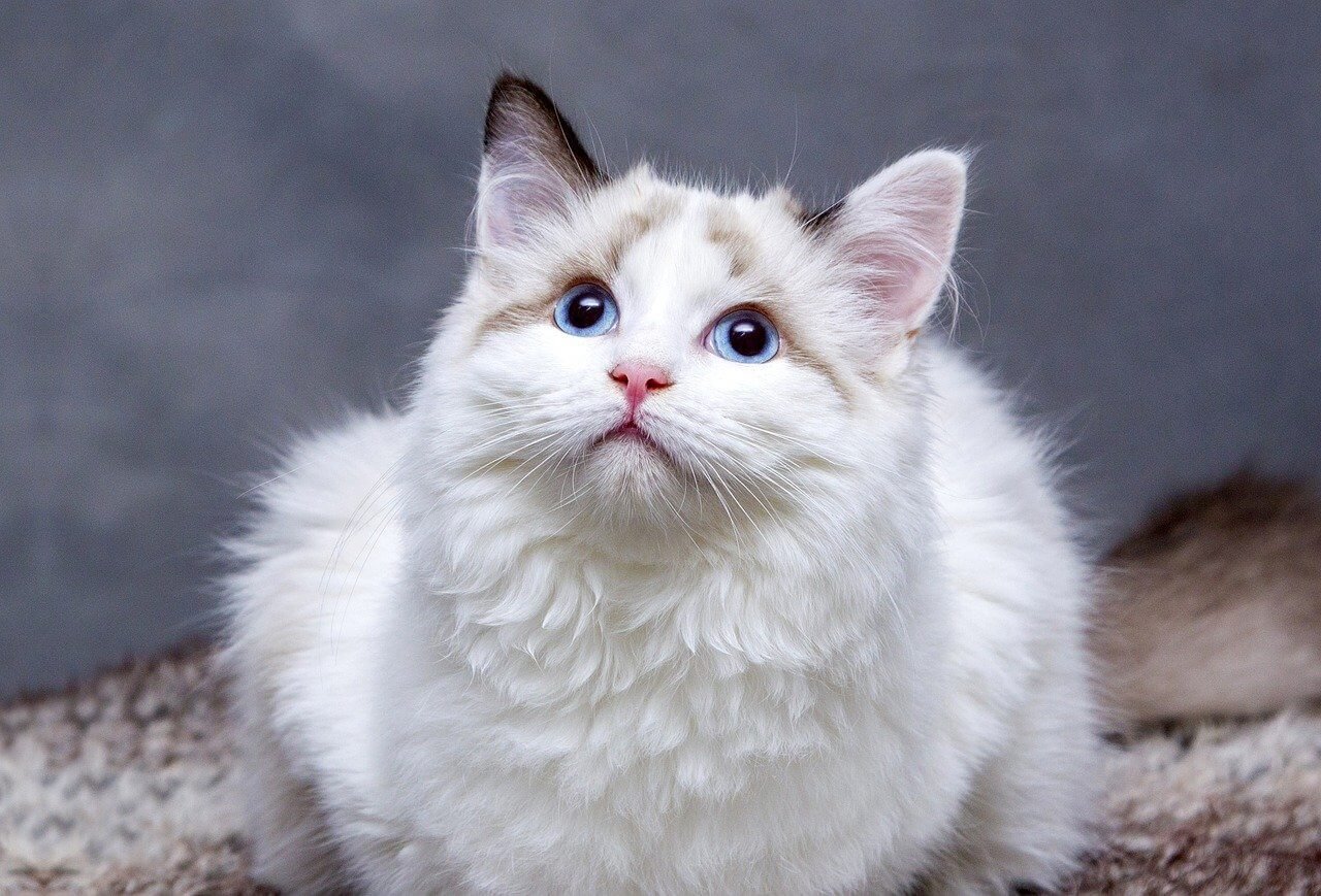 Why Does My Cat Lick My Face? Best 7 Expert Tips!