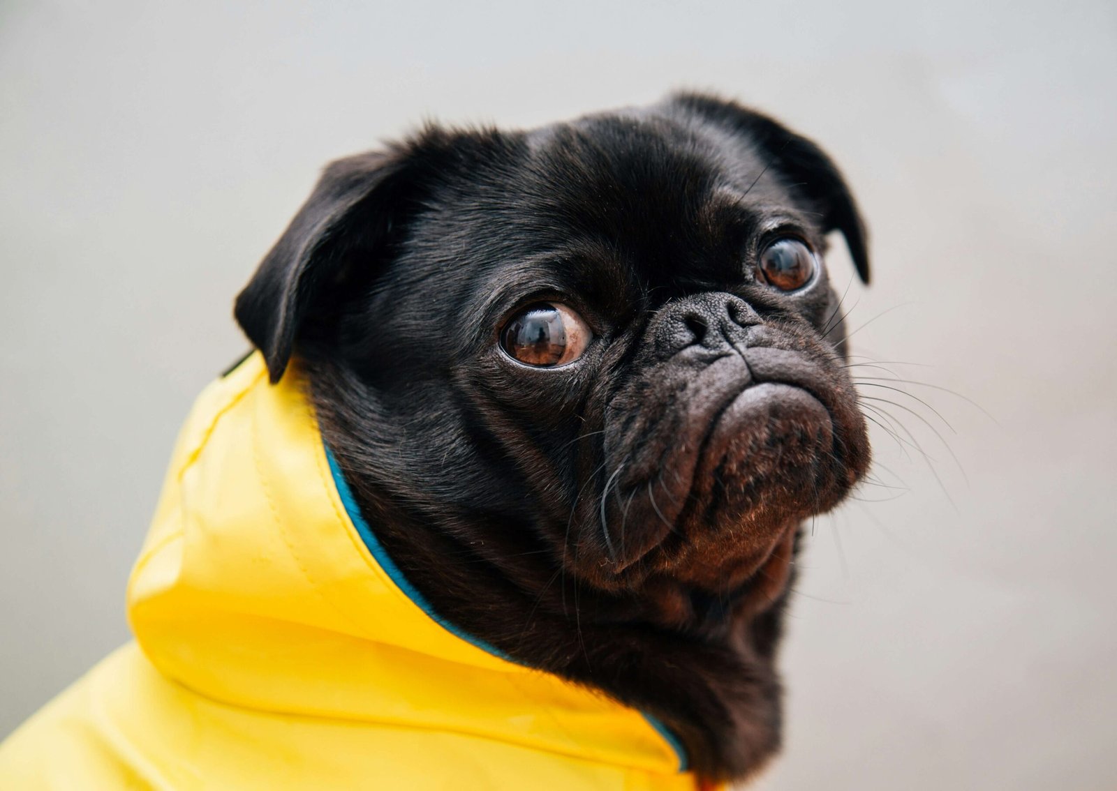 Best 7 Expert Tips Why Your Dog is Pooping Blood!