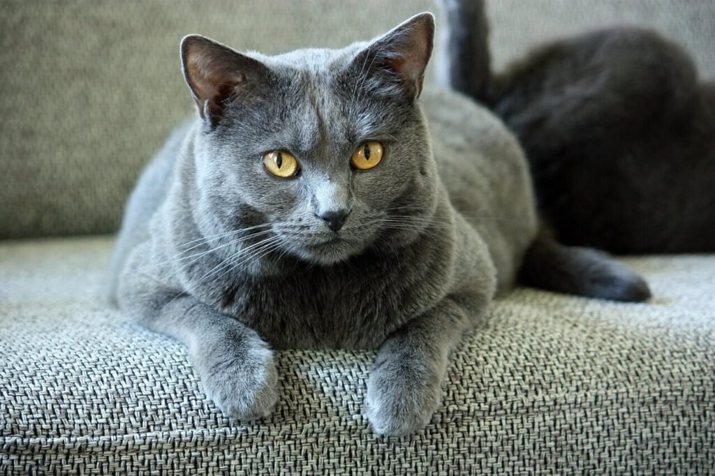The Chartreux Cat: Best 7 Expert Care Tips!