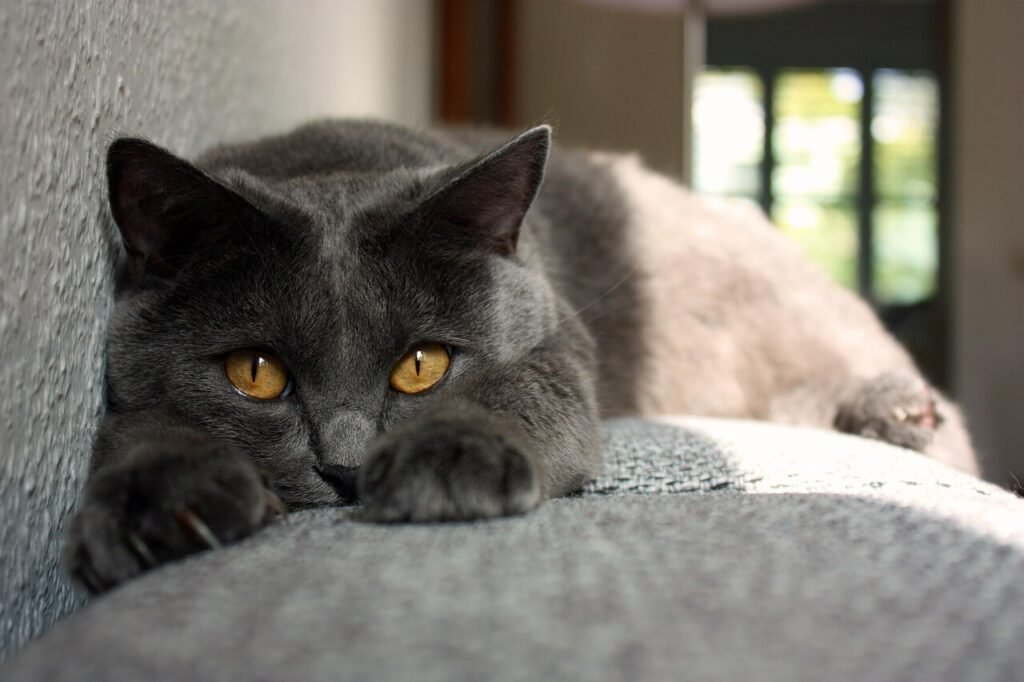 Why Does My Cat Pee Everywhere? Best 7 Expert Tips!