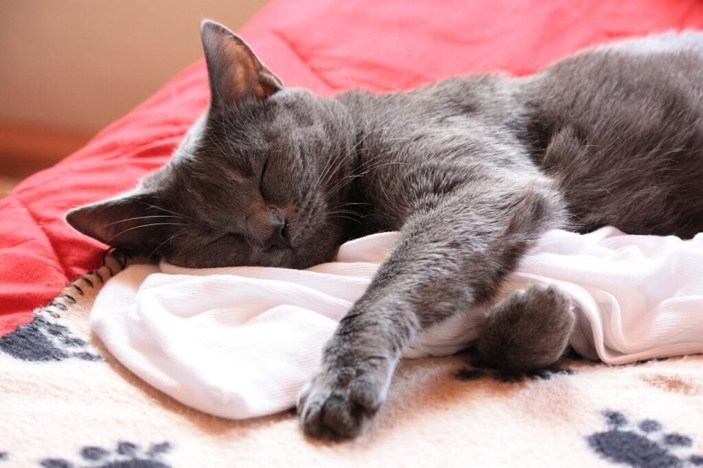 Chartreux Cat Price: Best 7 Expert Tips!