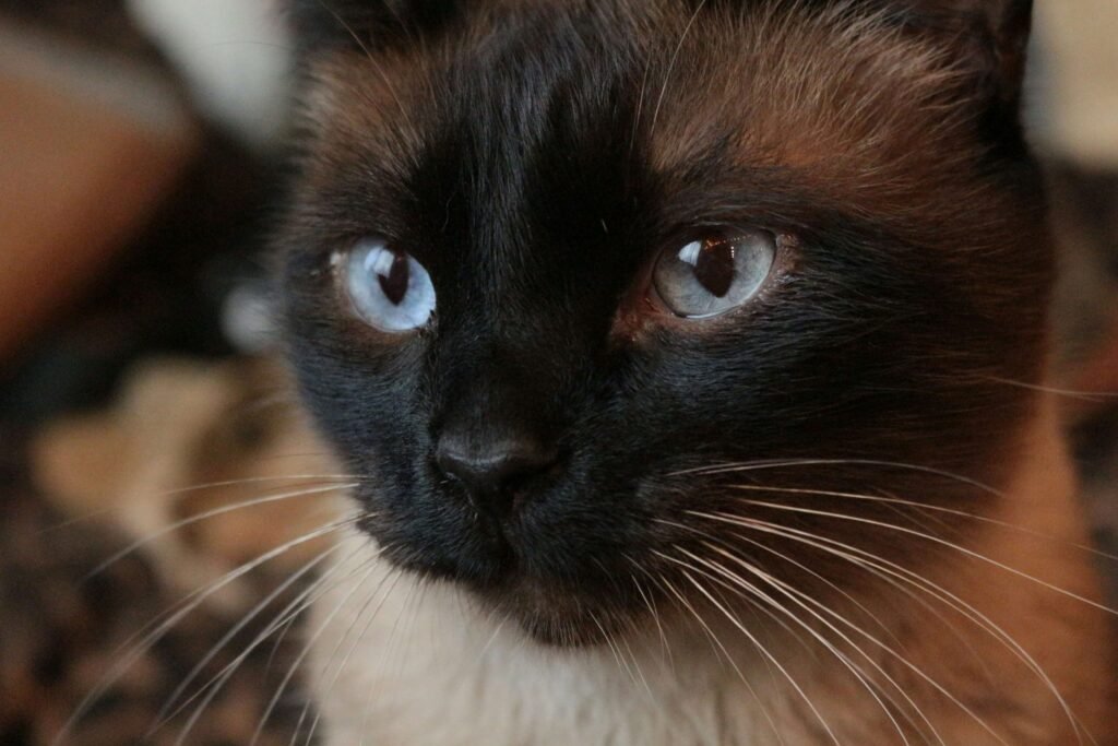 The Allure of the Black Siamese Cat: Best 7 Expert Tips!