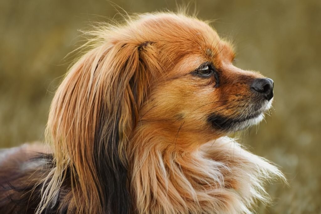 Understanding Luxating Patella Massage: Best 7 Expert Tips!