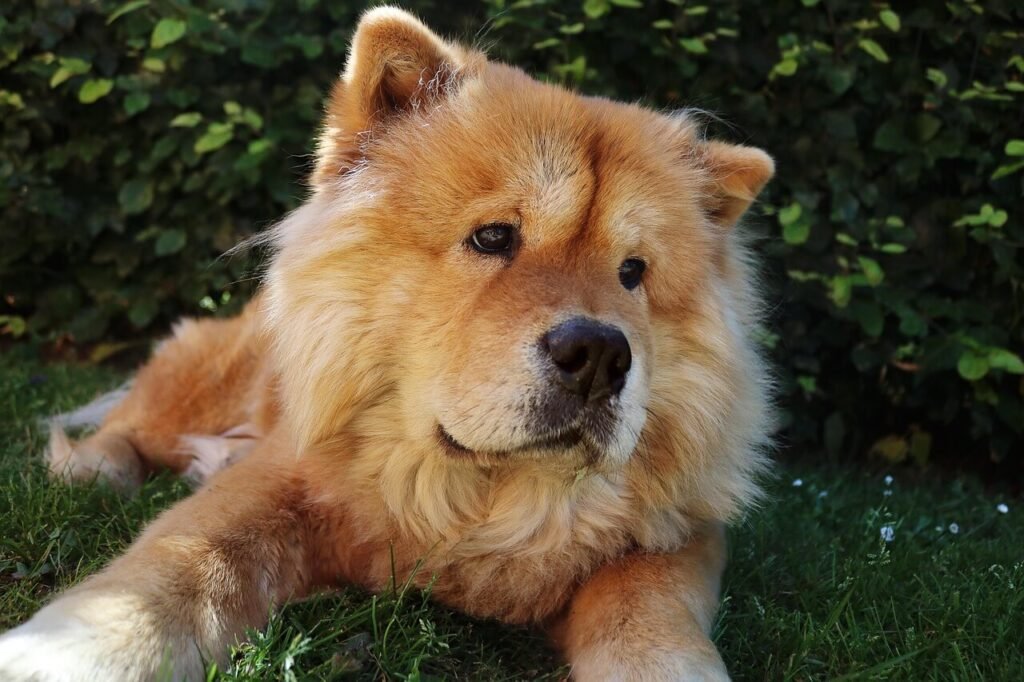 Discovering the Most Stubborn Dog Breeds: Best 7 Expert Tips