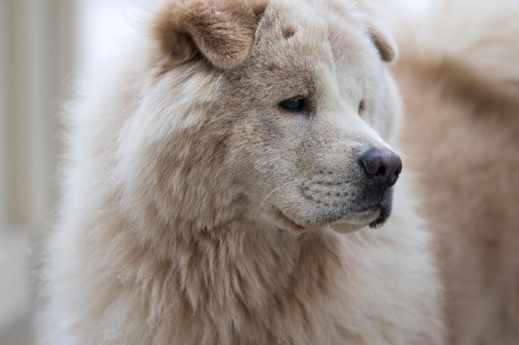 The Fluffiest Dog Breeds: Best 7 Expert Tips!
