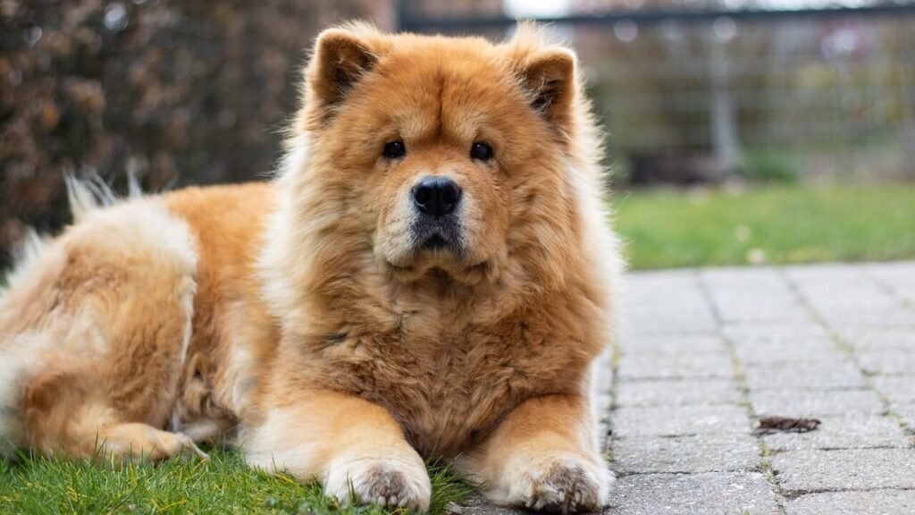 Can Dogs Eat Kiwi? Best 7 Expert Tips!