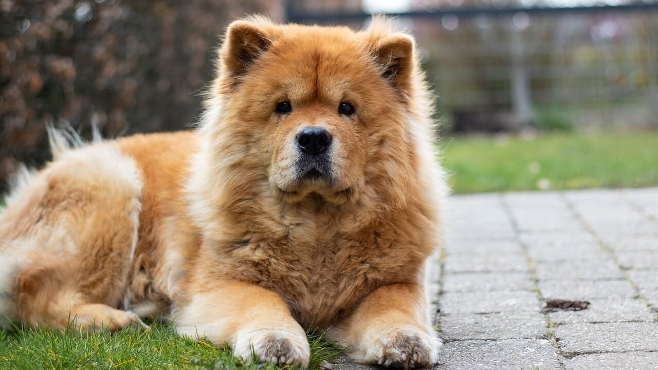 Can Dogs Eat Kiwi? Best 7 Expert Tips!