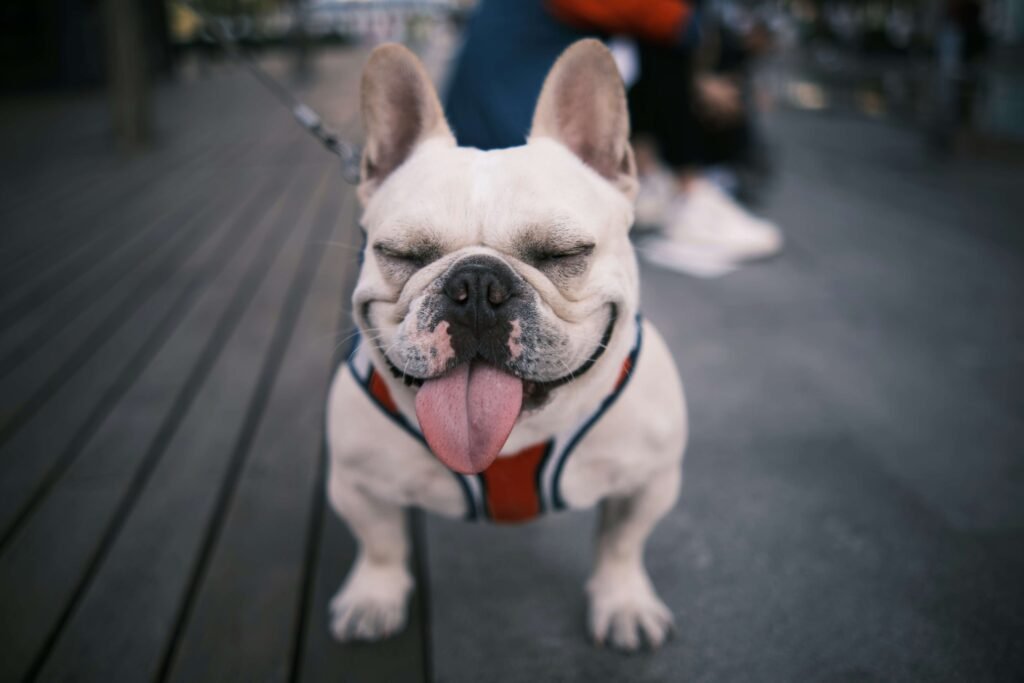 Low-Energy Dog Breeds: 7 Tips to Effortless Companionship!