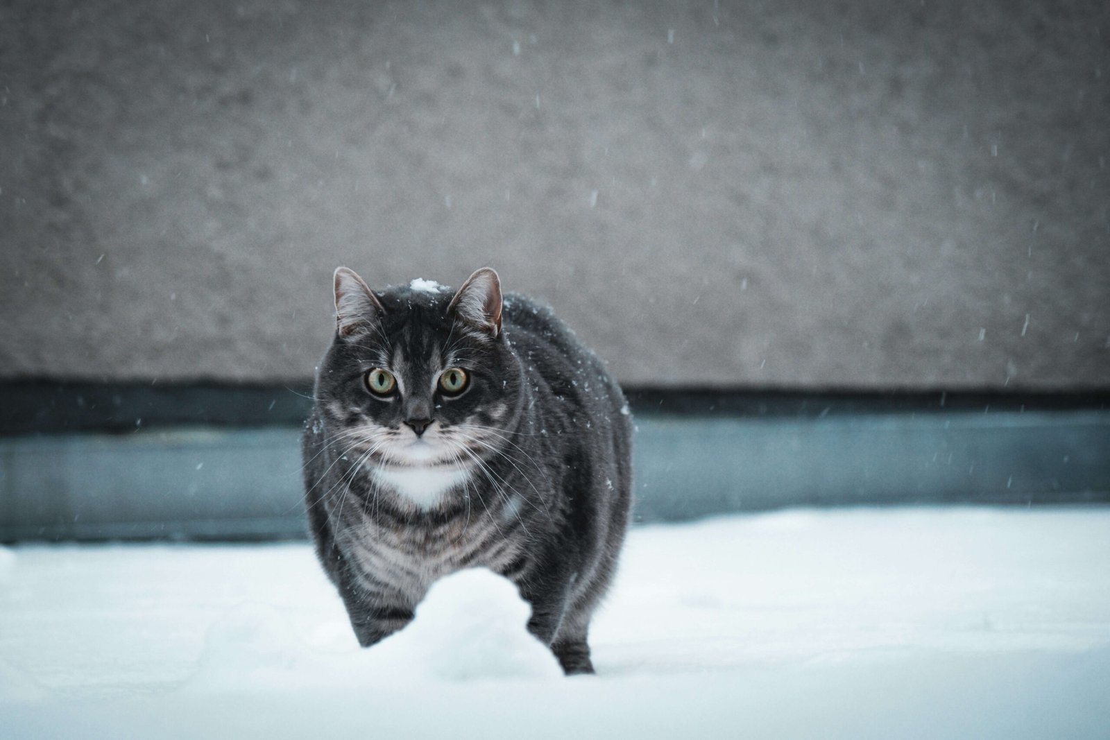 Top 4 Best Cat Cooling Mats to Keep Your Feline Cool!