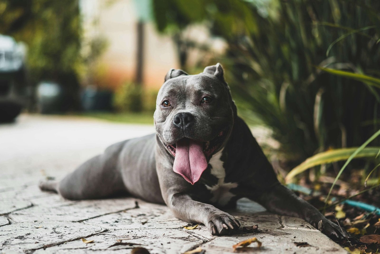 Top 5 Best Bacon Dog Treats for Ultimate Pawsome Rewards!
