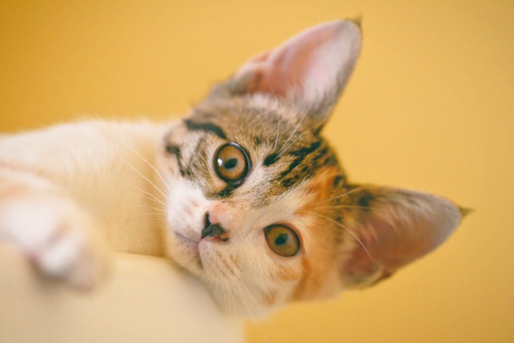 Top 3 Best Cat Food Toppers to Elevate Your Cat’s Meals!