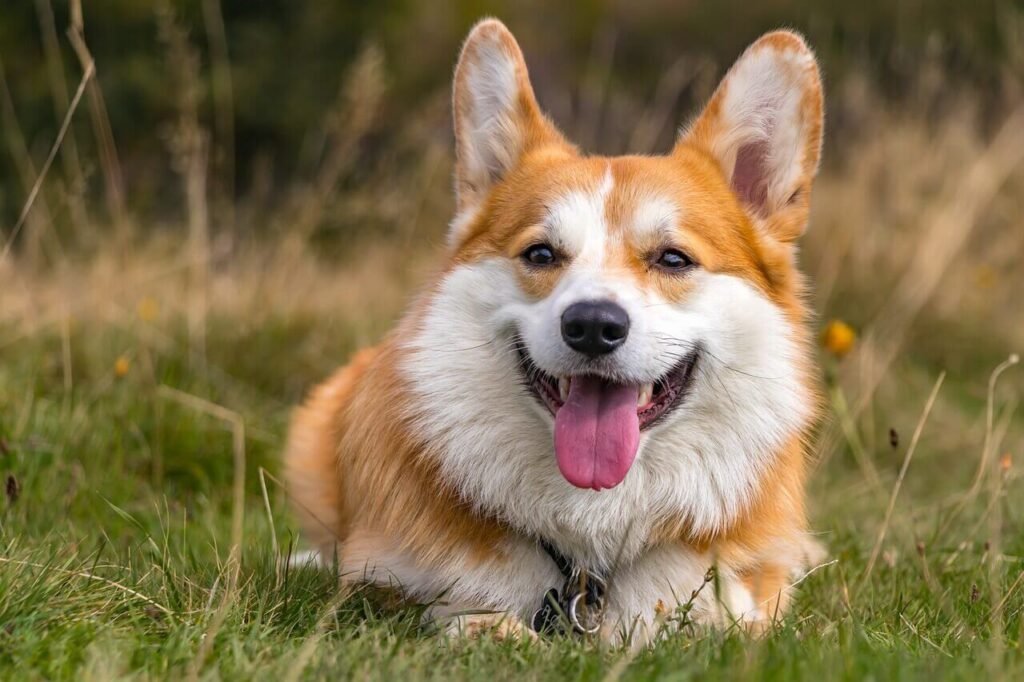 Short Hair Dog Brushes: Best 7 Tips You Need To Know!