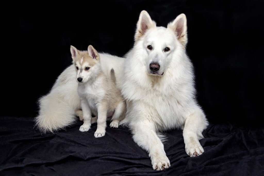 Why Does My Dog Squint One Eye? Best 7 Expert Tips!