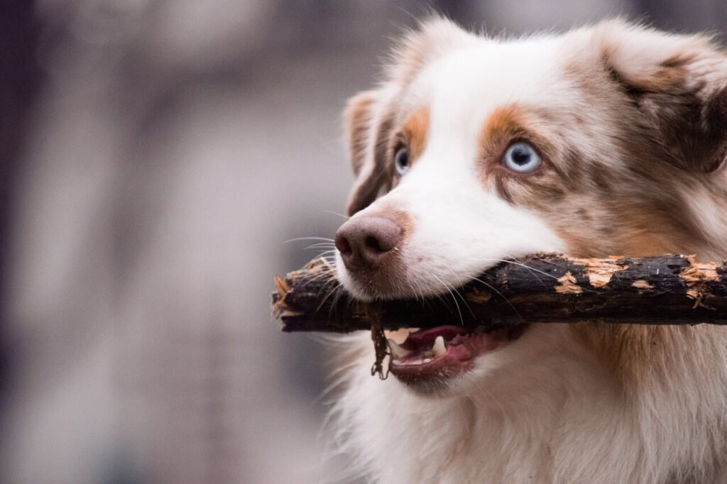 Finding the Perfect Australian Dog Name: Best 7 Tips!