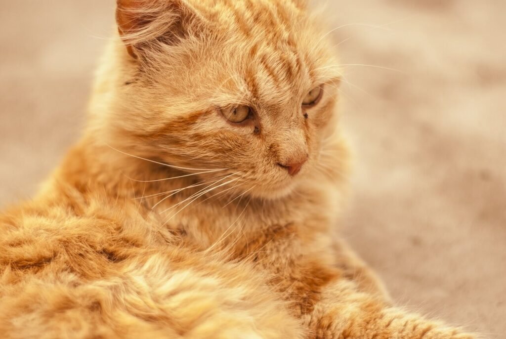 The Enchanting World of Long Haired Calico Cats: Best 7 Tips