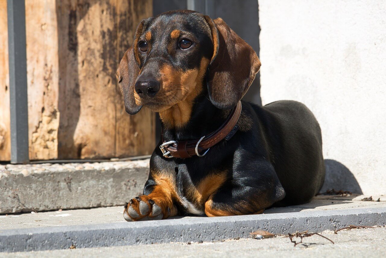 Least Aggressive Dog Breeds: Best 7 Expert Tips!