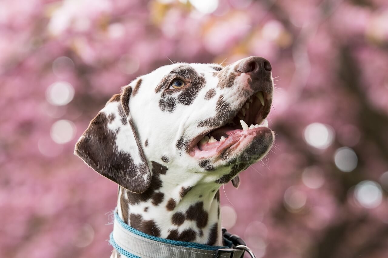 The Curious Case of Dog Nose Peeling: Best 7 Expert Tips!