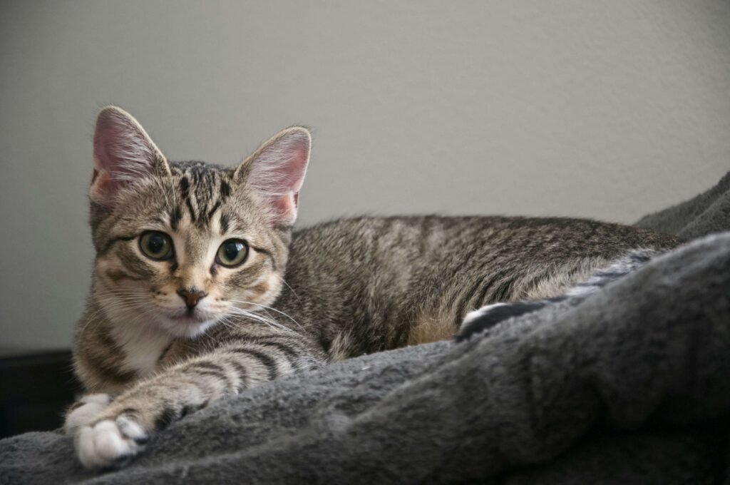 Top 3 Best Cat Window Doors for Ultimate Pet Freedom!