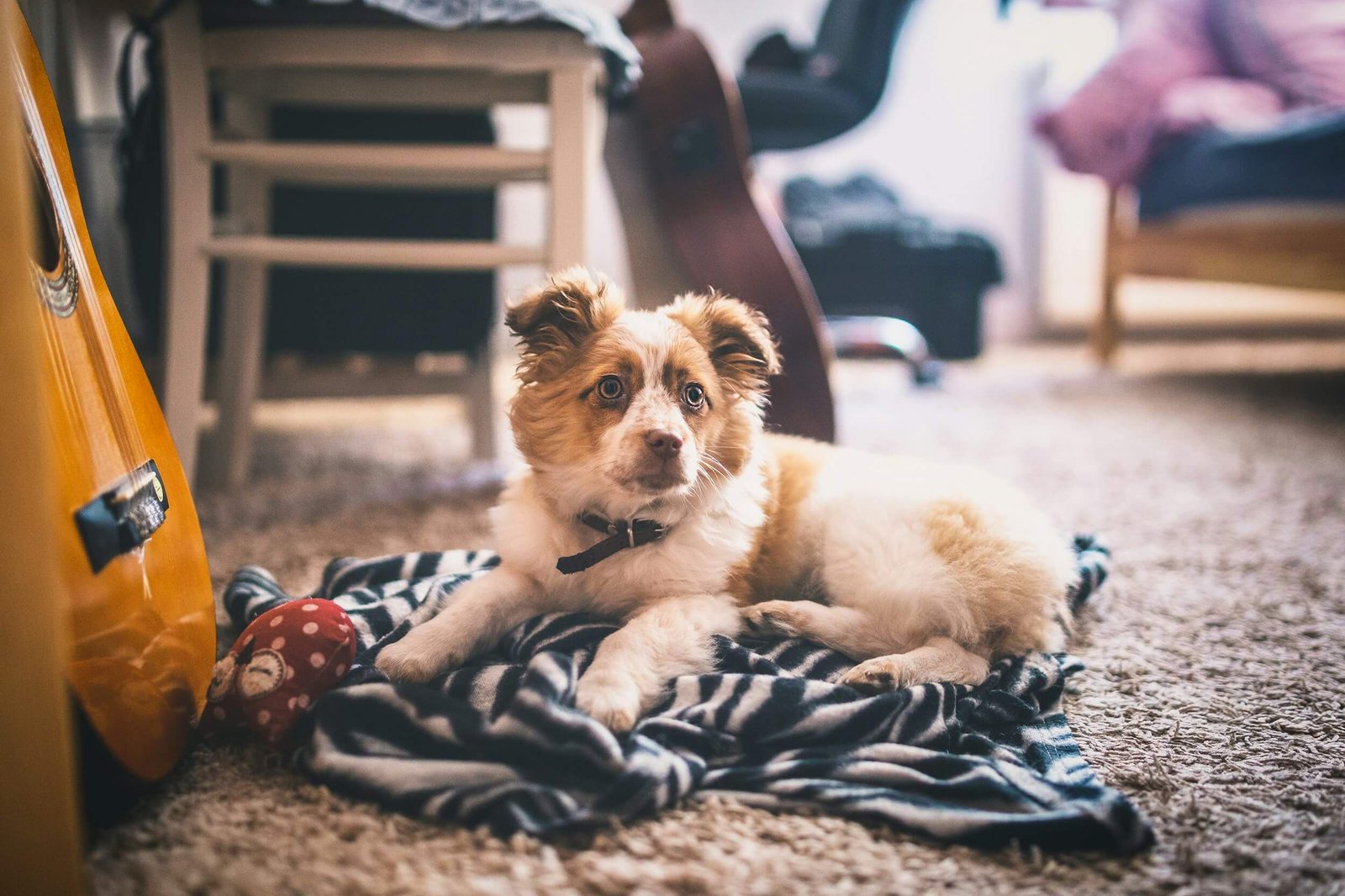 Why Does My Dog Lick the Carpet? Best 7 Expert Tips!