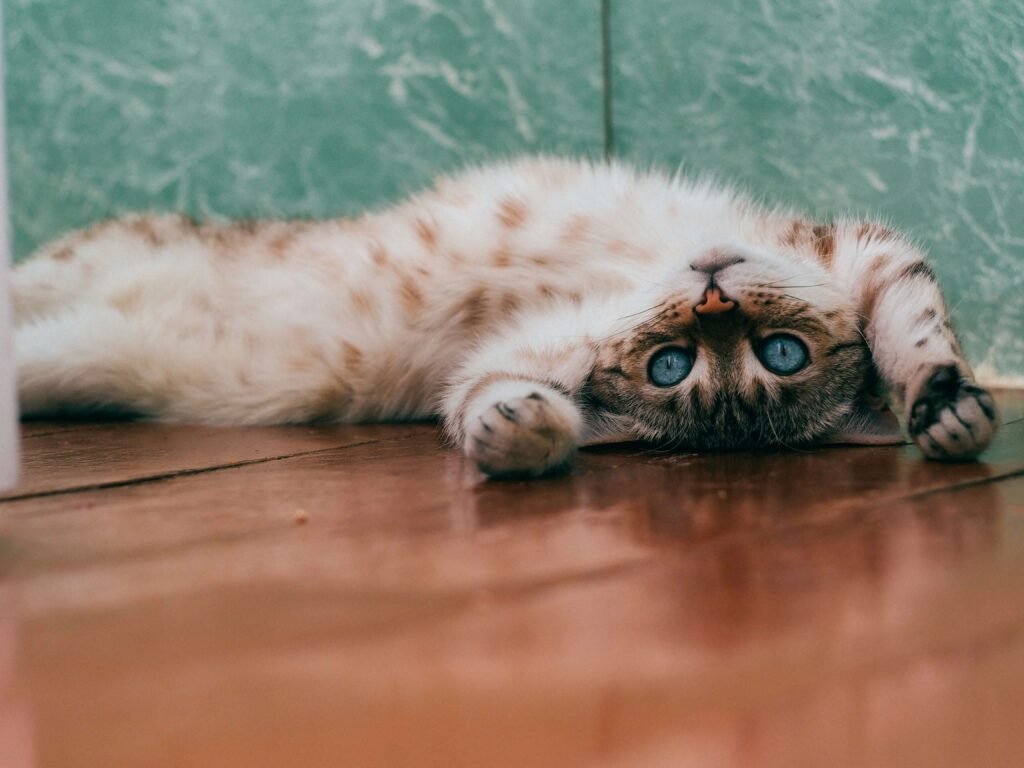 Top 5 Best Cat Ear Cleaners for Ultimate Ear Health!