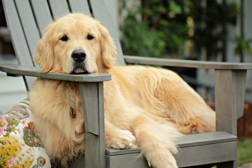 Dog Commands in Spanish: Best 7 Tips to Train Like a Pro!