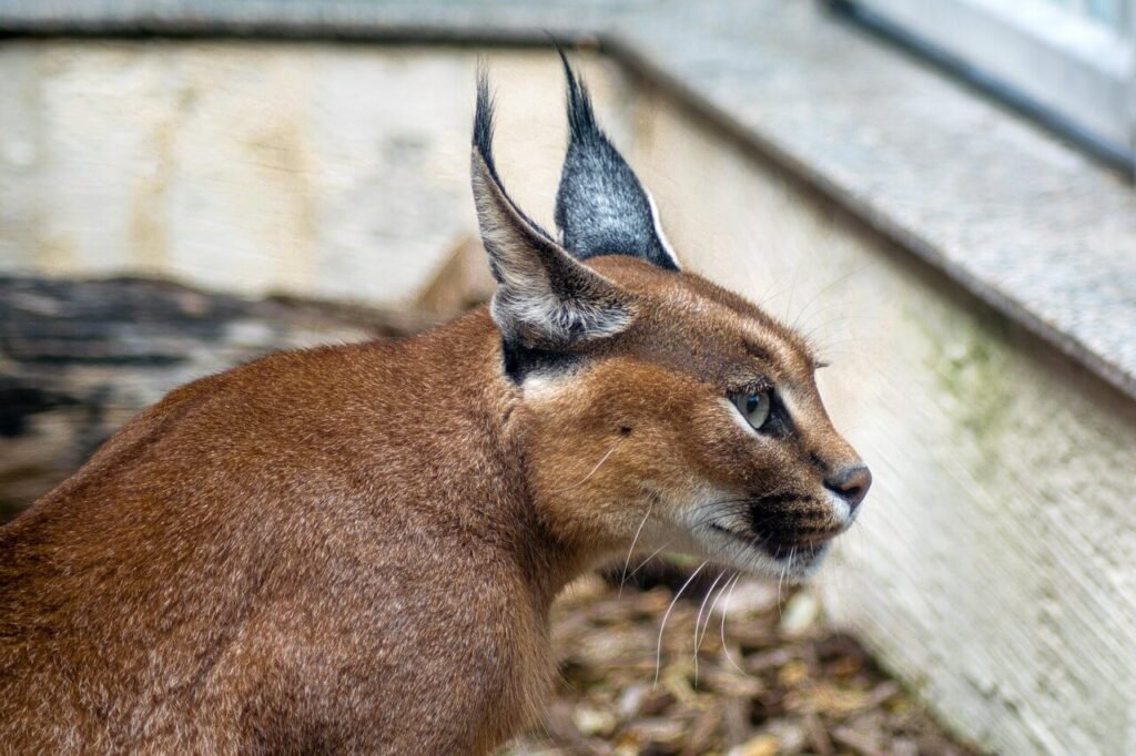 Caracal Cat Price: Best 7 Expert Tips!