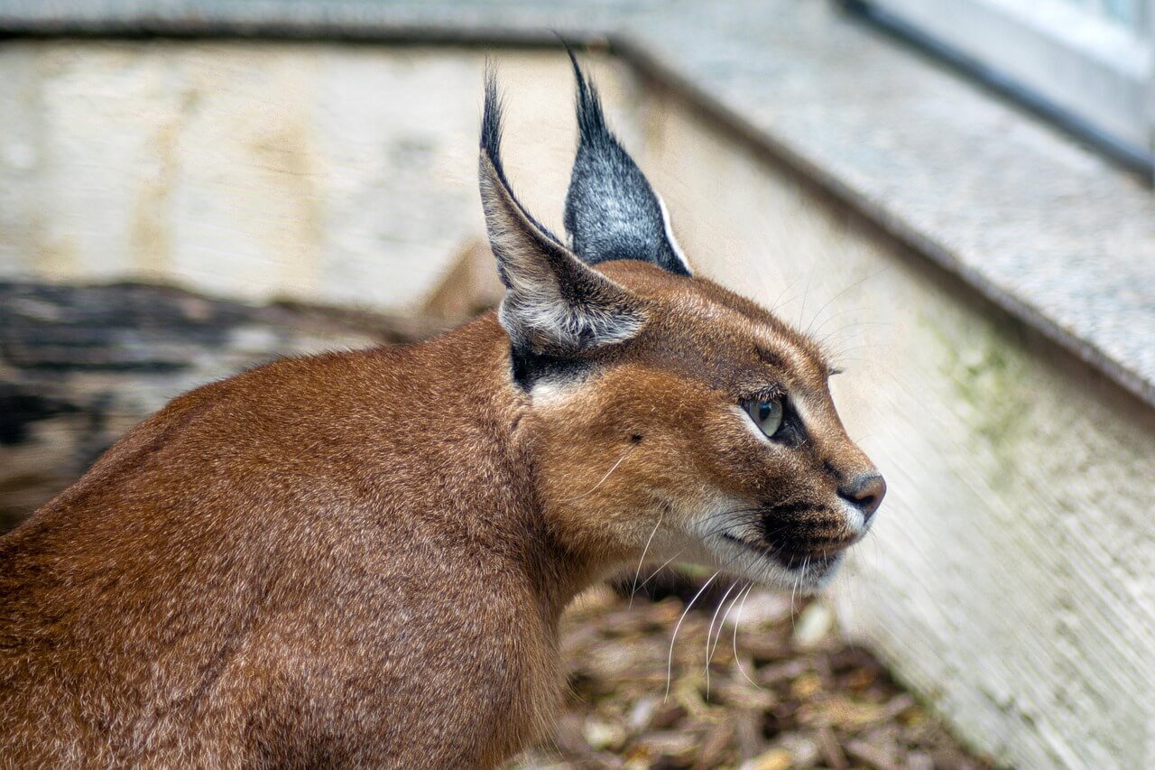 Caracal Cat Price: Best 7 Expert Tips!