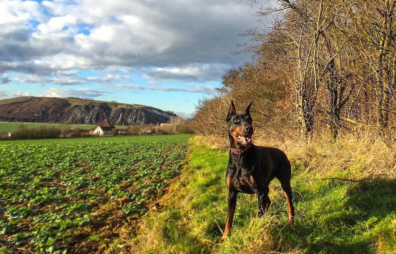 When Your Dog Suddenly Develops a Cloudy Eye: Best 7 Tips!