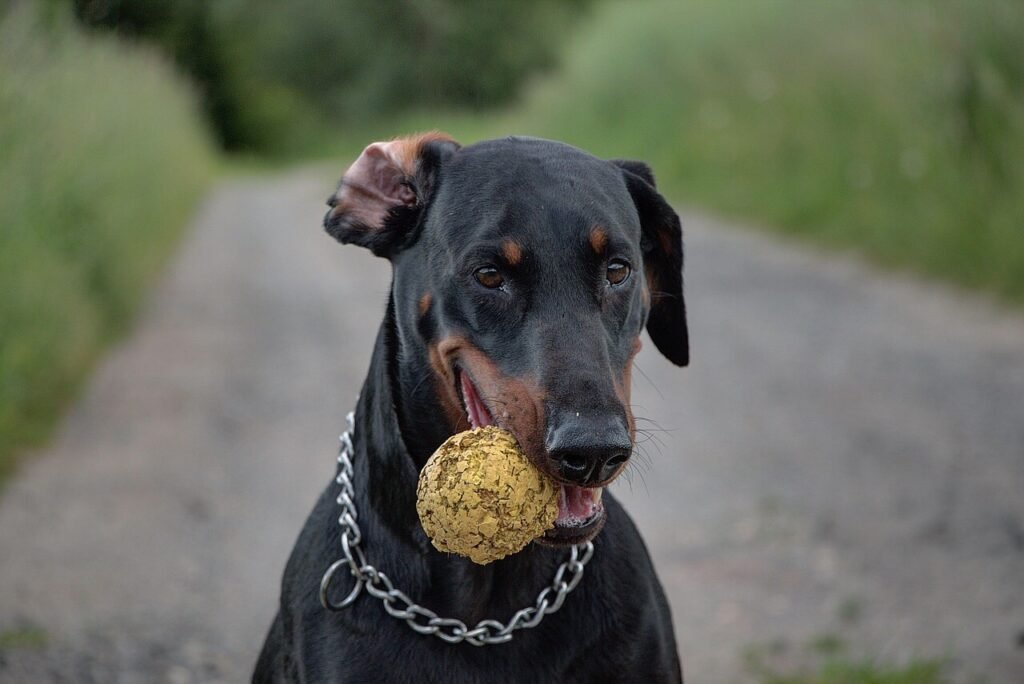 How Much Does a Doberman Cost? Best 7 Expert Tips!
