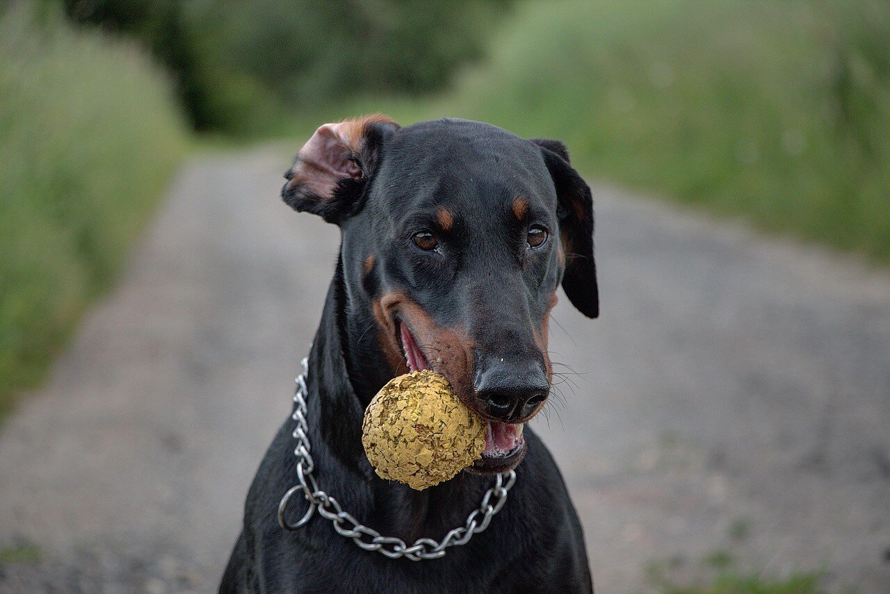 How Much Does a Doberman Cost? Best 7 Expert Tips!