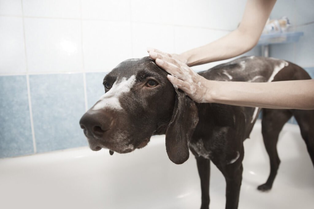 The Ultimate Guide to Dog Grooming: Best 7 Expert Tips!