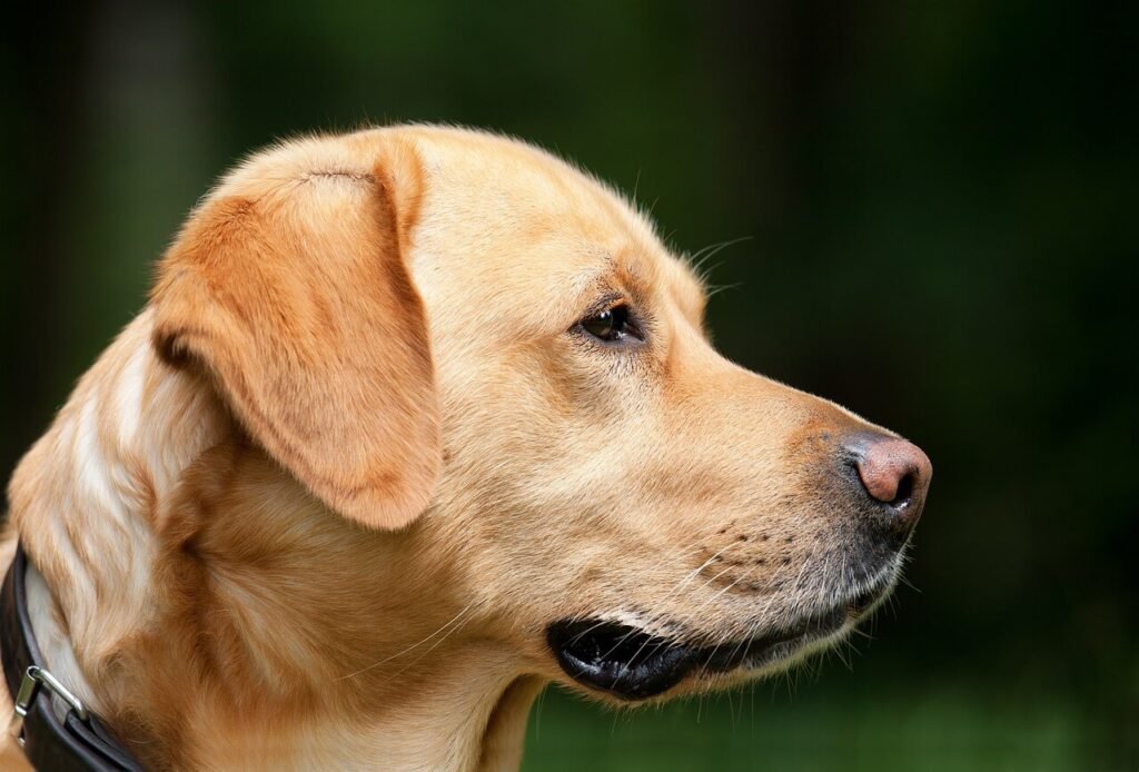 How to Get Dog Hair Off Your Couch: Best 7 Expert Tips!