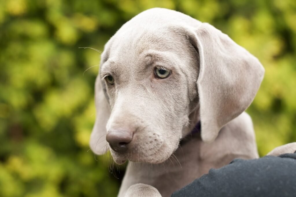 Swollen Dog Paw: Best 7 Tips for Quick Relief & Prevention!