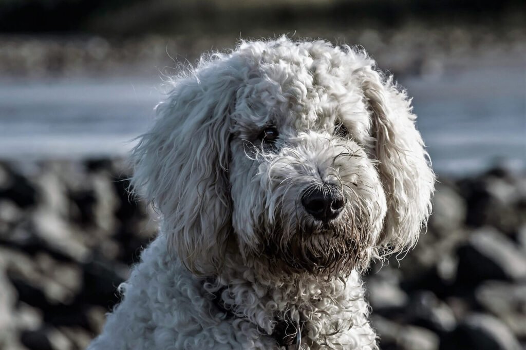 Crate Train an Older Dog: 7 Expert Tips for Success!