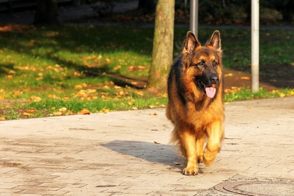 The Art of Protection Dog Training: Best 7 Expert Tips!