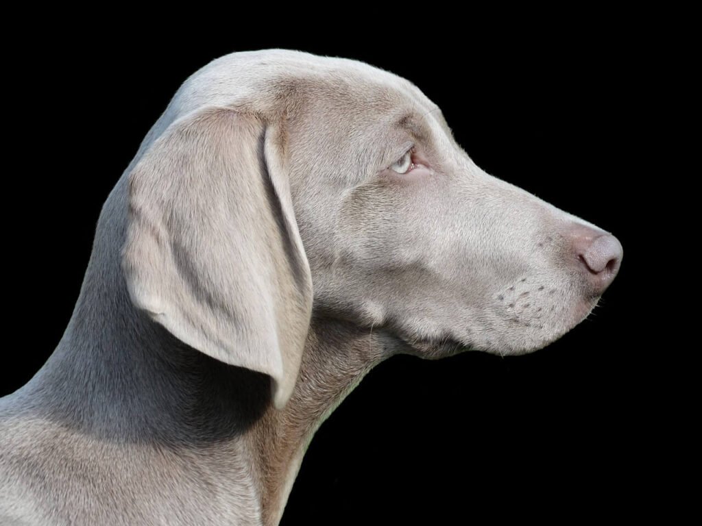 When Your Dog Ate Cough Drops: Best 7 Expert tips!