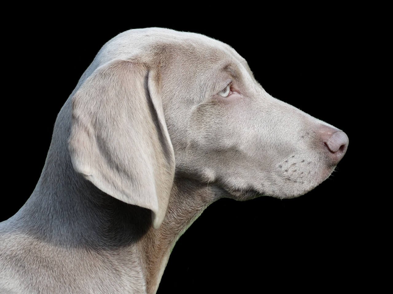 When Your Dog Ate Cough Drops: Best 7 Expert tips!