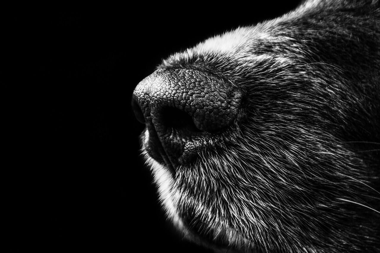 Understanding Dog Hyperkeratosis: Best 7 Expert Tips!