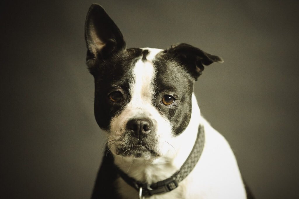 Understanding a Dogs Dislocated Shoulder: Best 7 Expert Tips