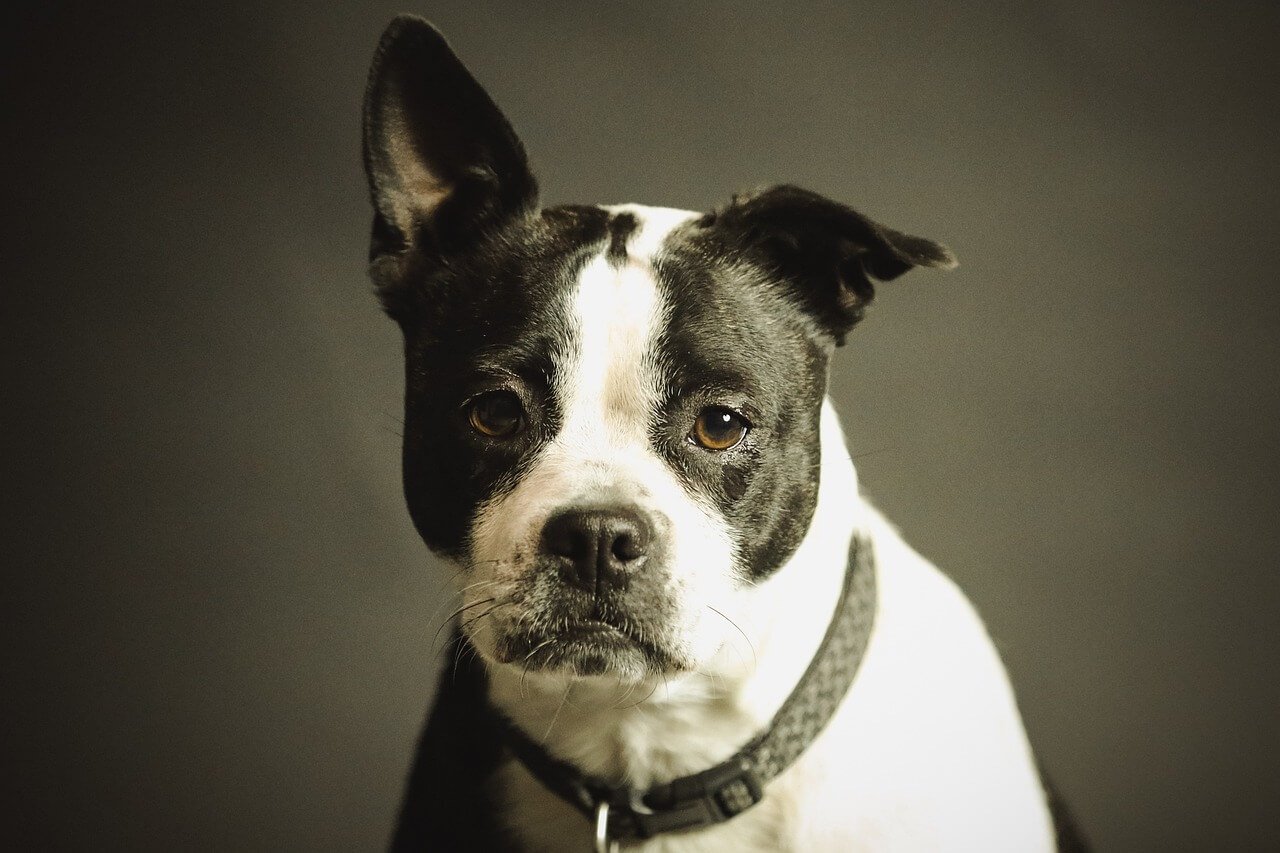 Understanding a Dogs Dislocated Shoulder: Best 7 Expert Tips