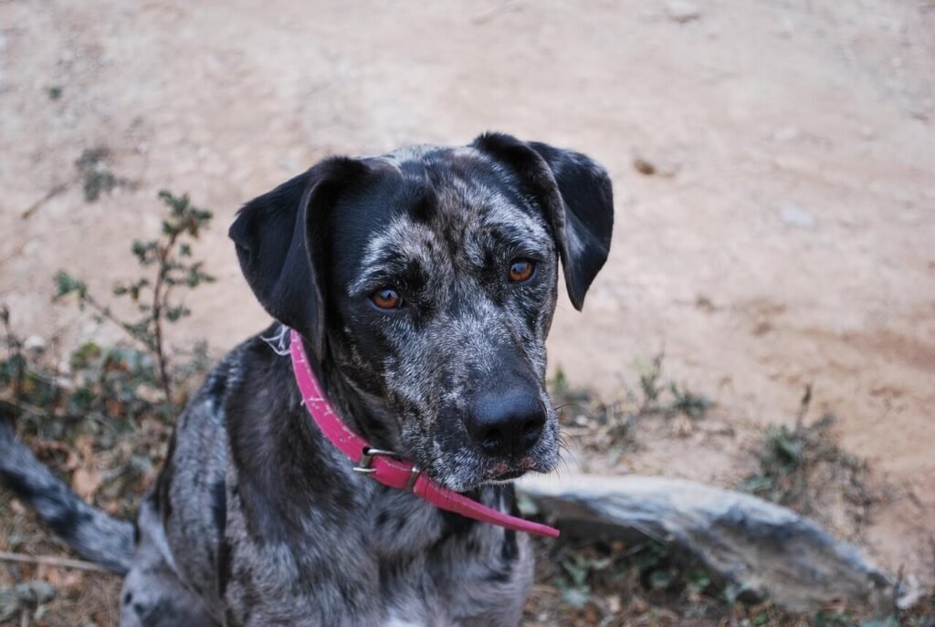 How Tight Should a Dog Collar Be? best 7 Expert Tips!
