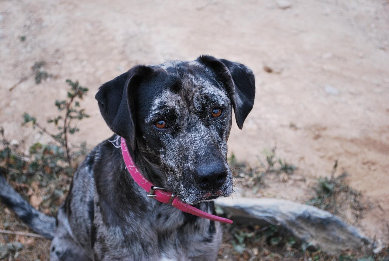 How Tight Should a Dog Collar Be? best 7 Expert Tips!