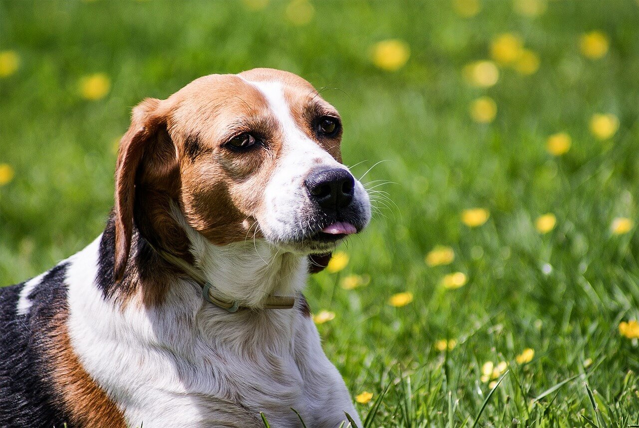 How to Get a Dog to Stop Whining: Best 7 Expert Tips!