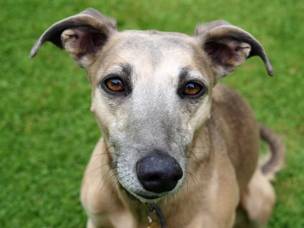 Understanding Cystocentesis in Dogs: Best 7 Expert Tips!