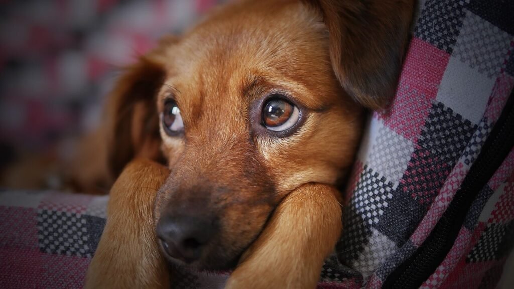 Dog Tooth Abscesses: Best 7 Expert Tips!