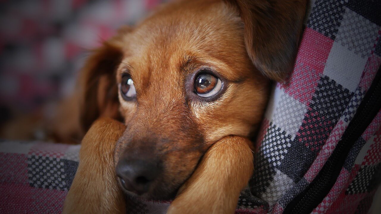 Dog Tooth Abscesses: Best 7 Expert Tips!