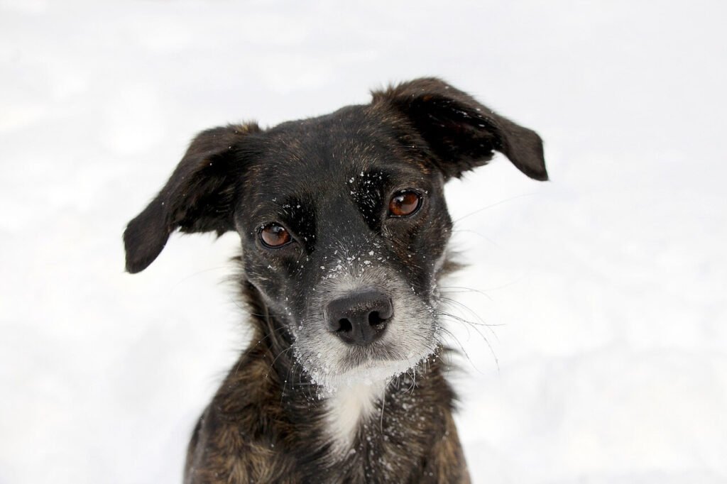 How to Fix Paraphimosis in Dogs at Home: Best 7 Expert Tips!