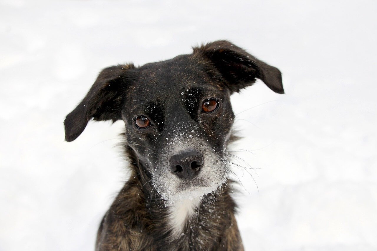 How to Fix Paraphimosis in Dogs at Home: Best 7 Expert Tips!